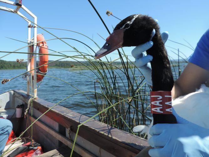 Conectividad y ciencia ciudadana. Centro de Humedales Río Cruces