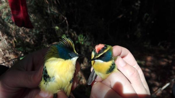 Comunidades de aves palustres asociadas a humedales urbanos en Valdivia