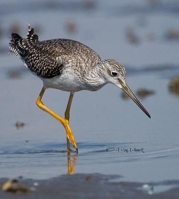 Ejemplo Conservación